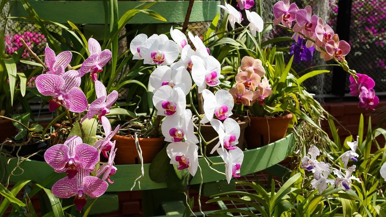<div class="paragraphs"><p>National Orchid Day 2024: Know the date and origin of the day here.</p></div>
