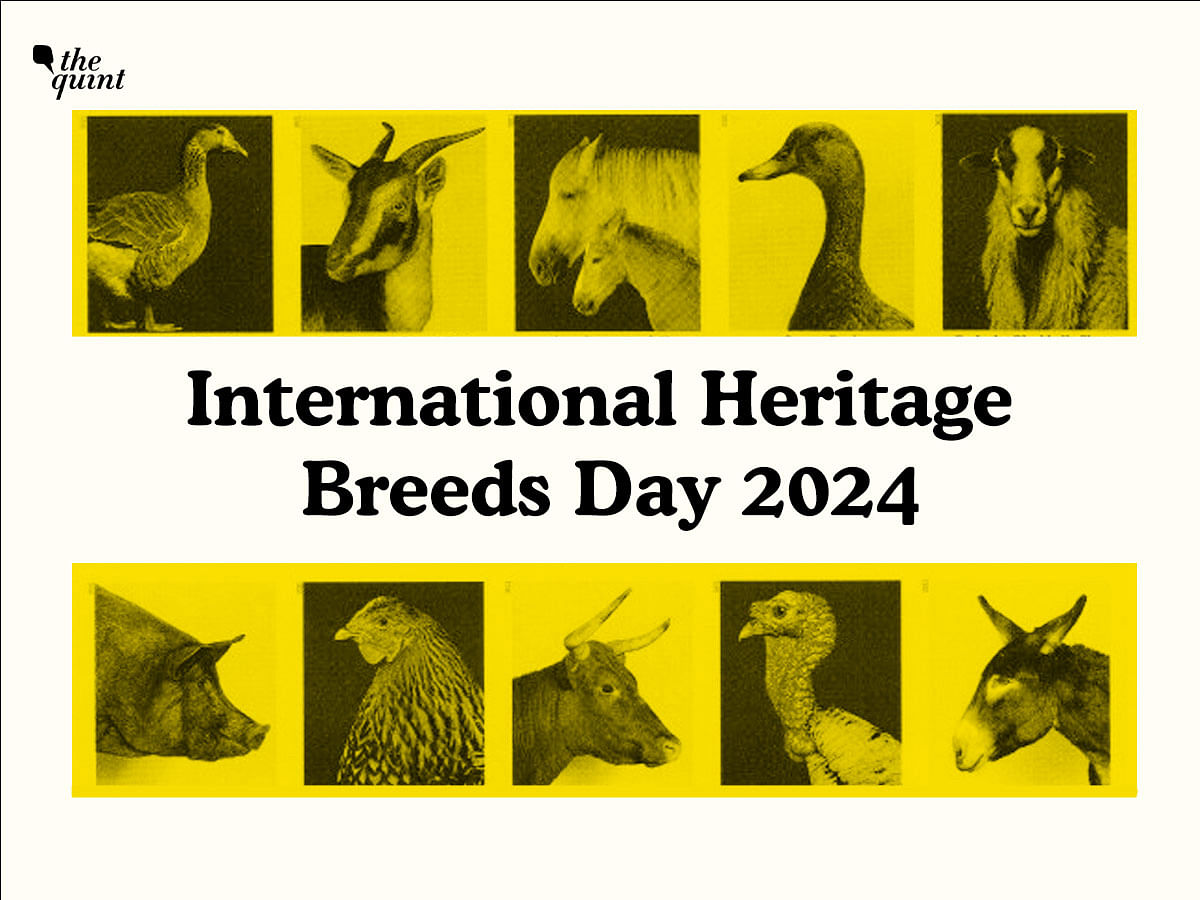 <div class="paragraphs"><p>Know everything about  International Heritage Breeds Day 2024</p></div>