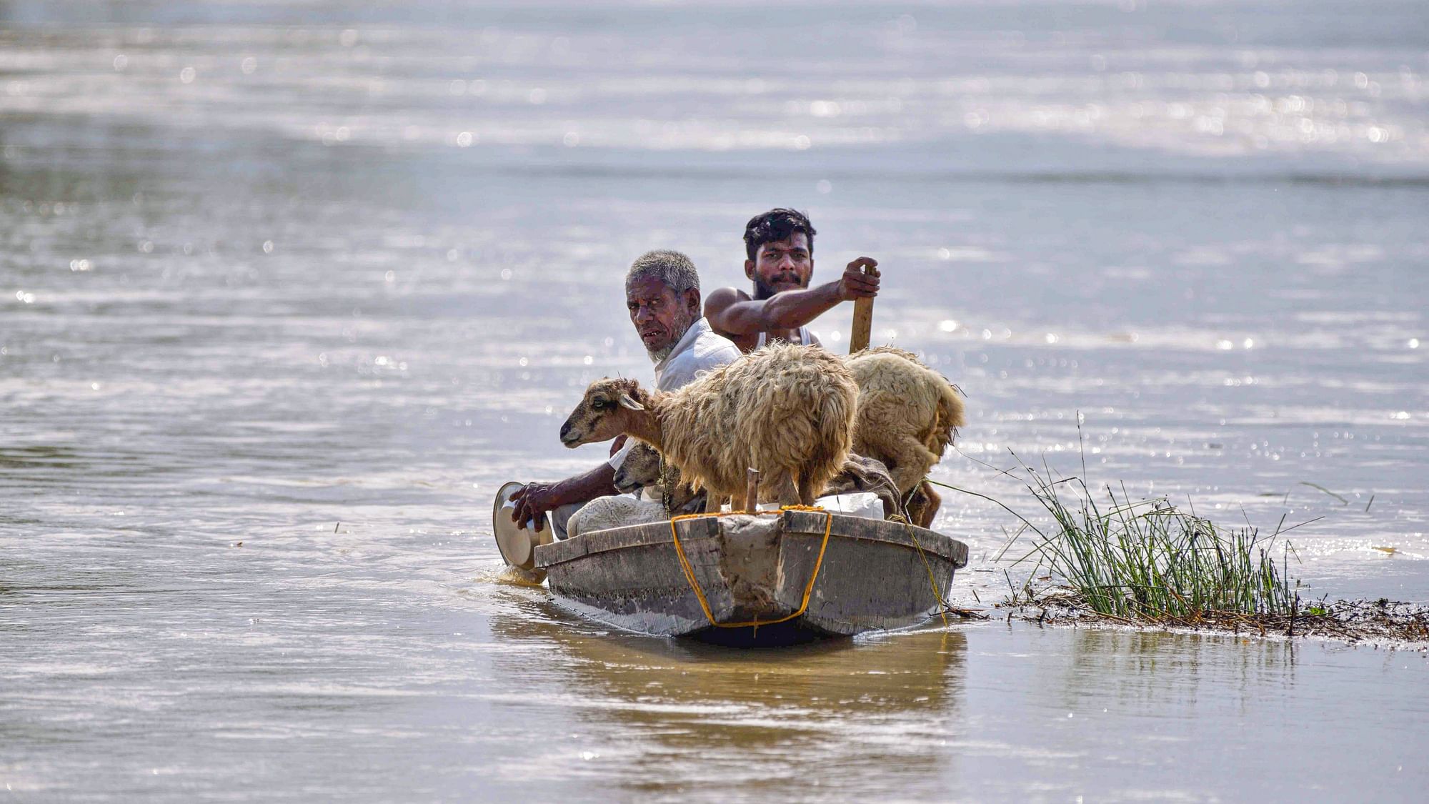 <div class="paragraphs"><p>Flood-affected people with their sheep leave on a boat for safer pastures after the area was inundated with floodwaters in the aftermath of Cyclone Remal at Kampur in Assam's Nagaon district on Friday, 31 May.</p></div>