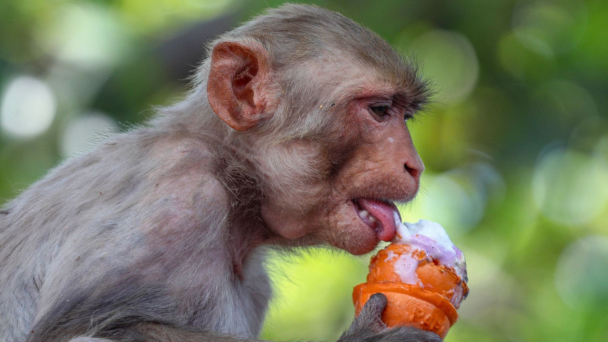 <div class="paragraphs"><p>A monkey eats an ice cream snatched from a tourist on a hot summer day in Jammu on Thursday, 16 May.</p></div>