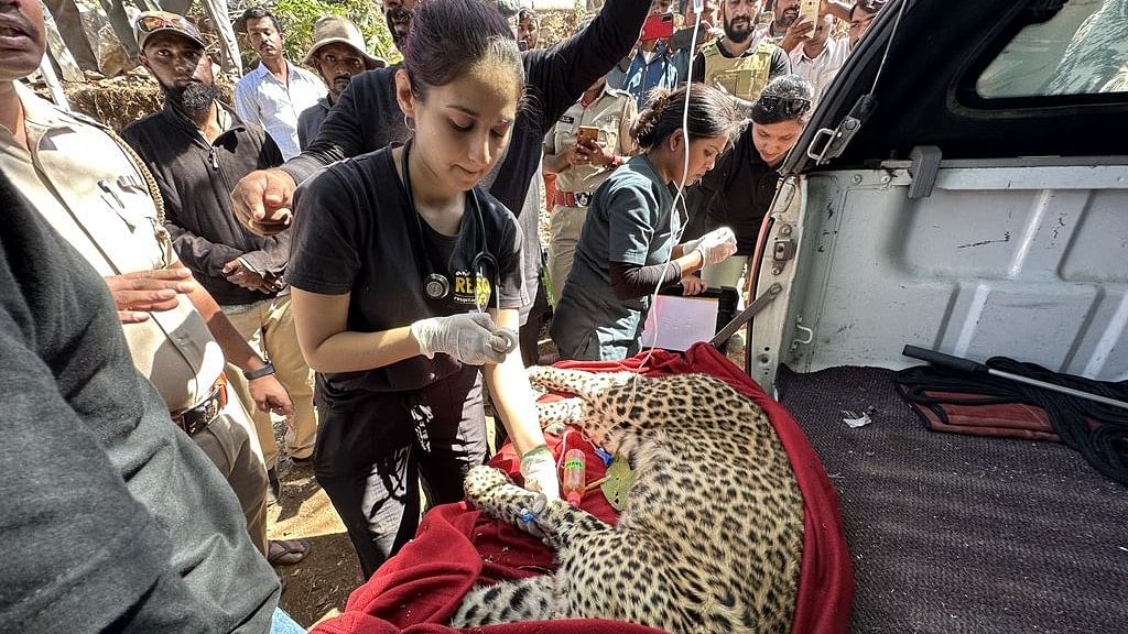 <div class="paragraphs"><p>A doctor treating a leopard.</p></div>