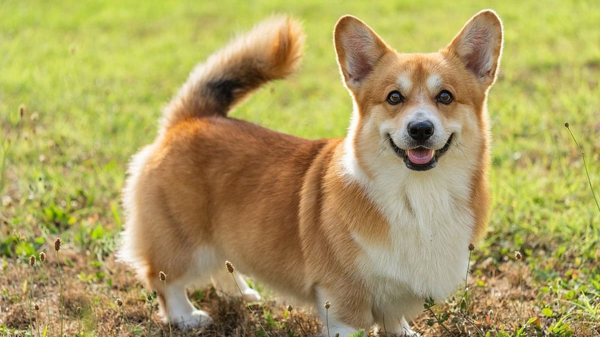 <div class="paragraphs"><p>International Corgi Day 2024: Know how you can celebrate the day this year.</p></div>