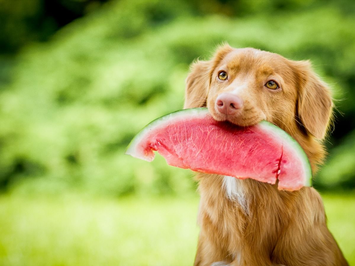 <div class="paragraphs"><p>foods that keep dogs cool</p></div>