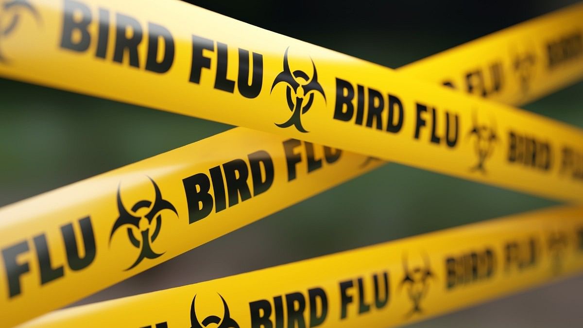 <div class="paragraphs"><p>What is the H5N2 bird flu strain? How does it spread?</p></div>