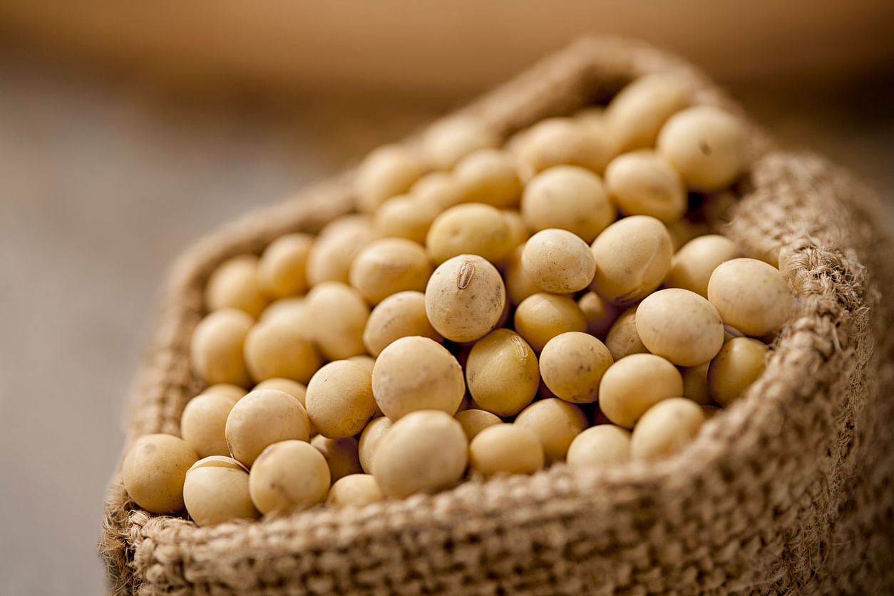 <div class="paragraphs"><p>Health Benefits of Soybeans.</p></div>