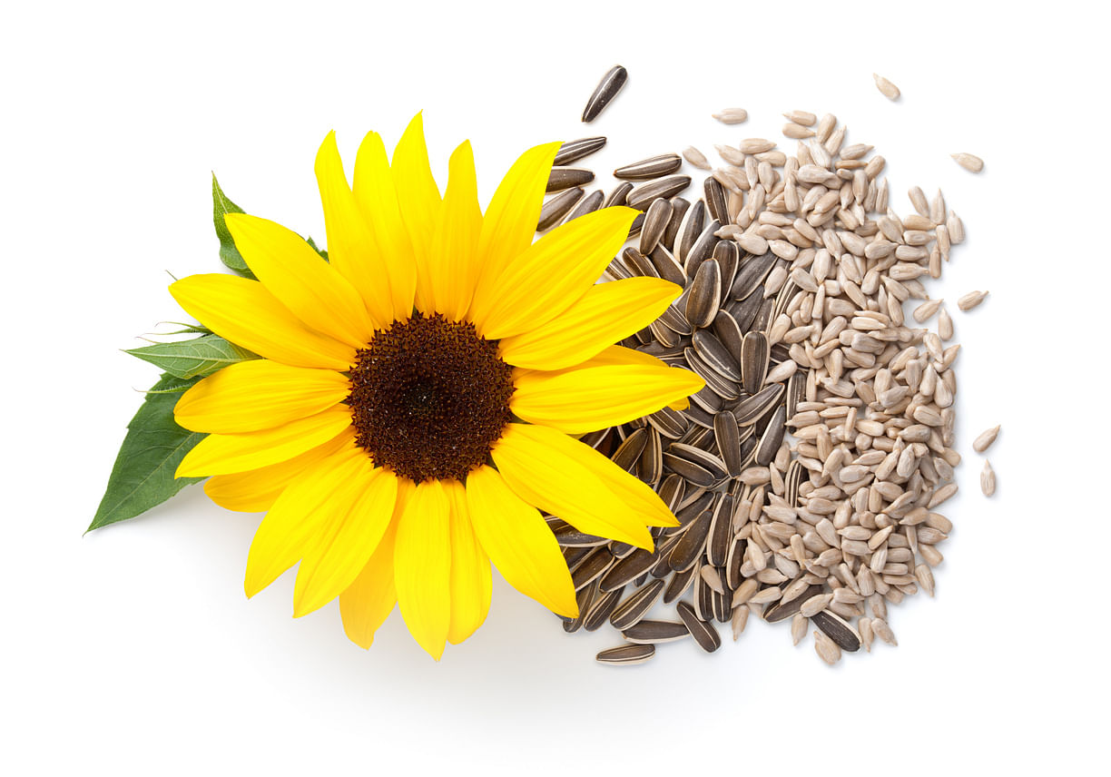 <div class="paragraphs"><p>Health Benefits of Sunflower Seeds.</p></div>