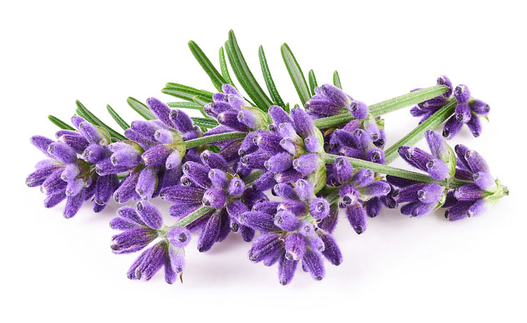 <div class="paragraphs"><p>Health Benefits of Lavender.</p></div>