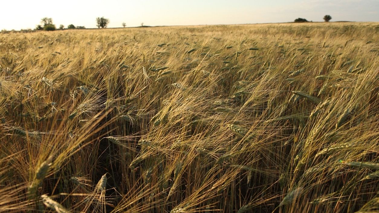 <div class="paragraphs"><p>Image used for representation only.&nbsp;Wheat fields on the expanses of Russia.</p></div>