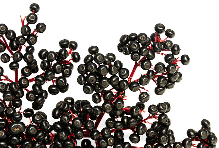 <div class="paragraphs"><p>Health Benefits of Elderberry.</p></div>