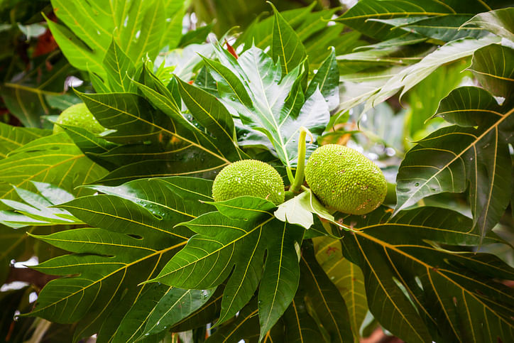 <div class="paragraphs"><p>Health Benefits of Breadfruit.</p></div>