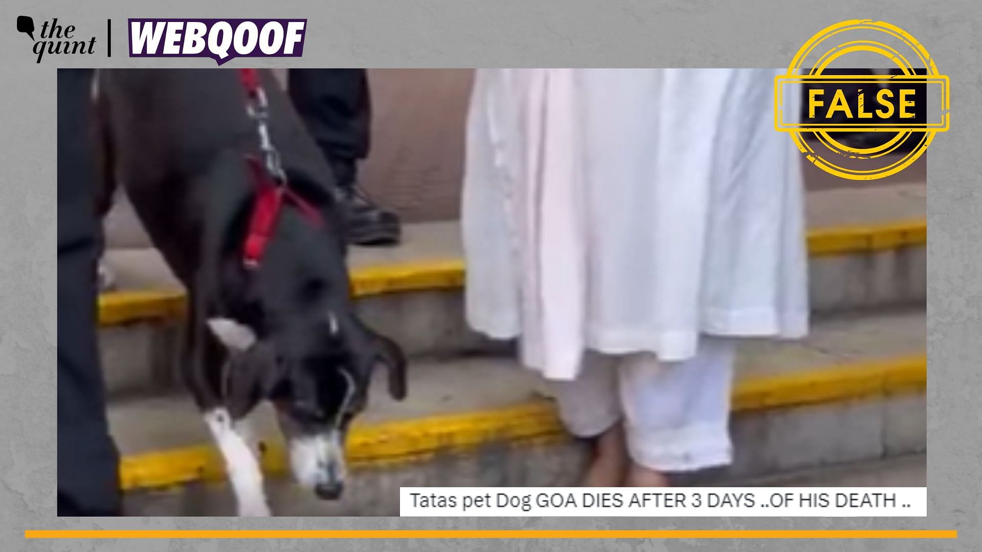 <div class="paragraphs"><p>Fact-Check |The claim about Tata's dog 'Goa' passing away is false.</p></div>