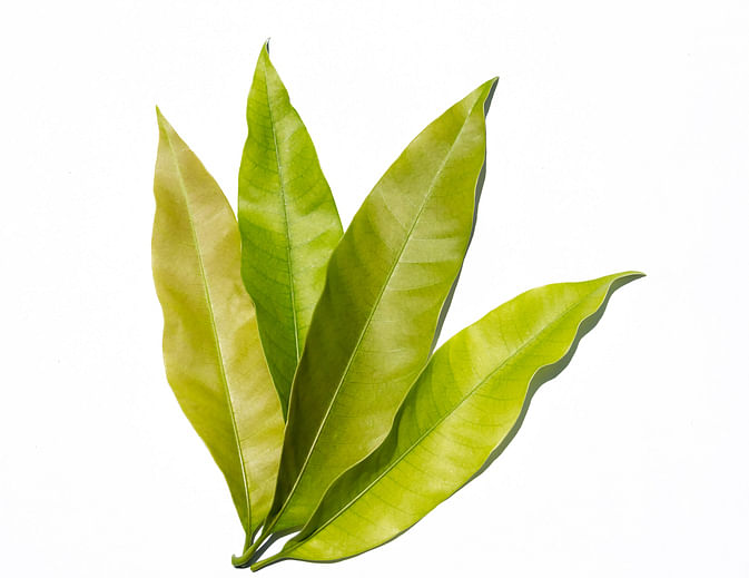 <div class="paragraphs"><p>Health Benefits of Mango Leaves.</p></div>