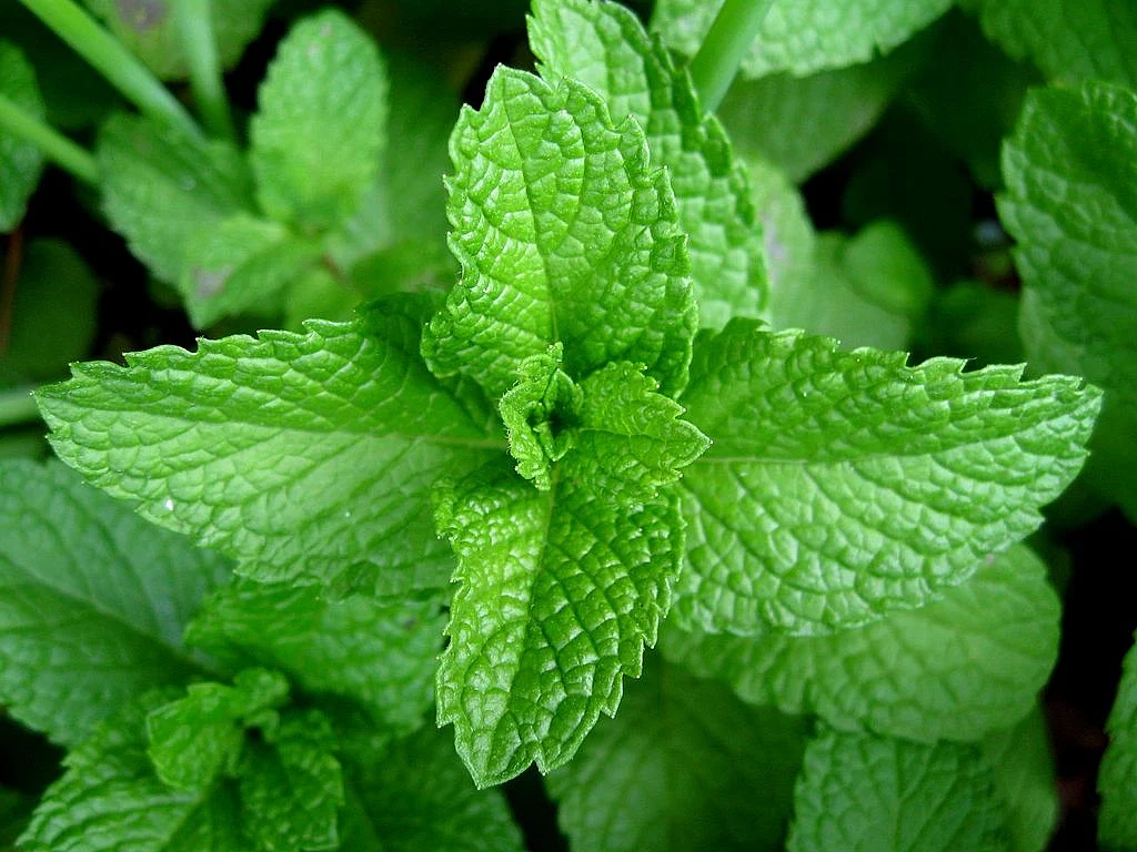 Have cooling foods like mint to cool your system. 