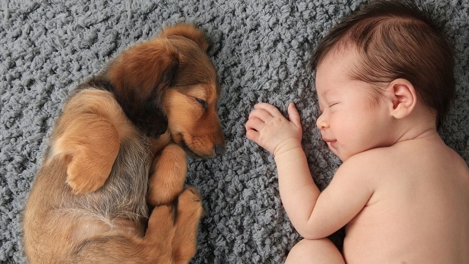 Children who live with pets when they are infants are less likely to develop allergies and other diseases later in childhood, a Swedish study found.