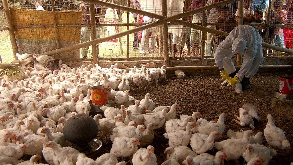 A health worker is seen giving ‘medicine’ to the chickens at a poultry farm.