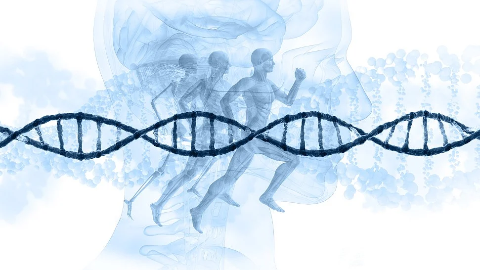 The age-related loss of intestinal stem cell function can be reversed by a 24-hour fast.