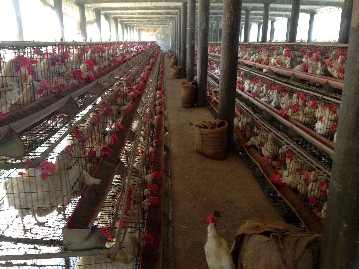 H5N1, which is the most common form of bird flu, is mostly deadly to birds.