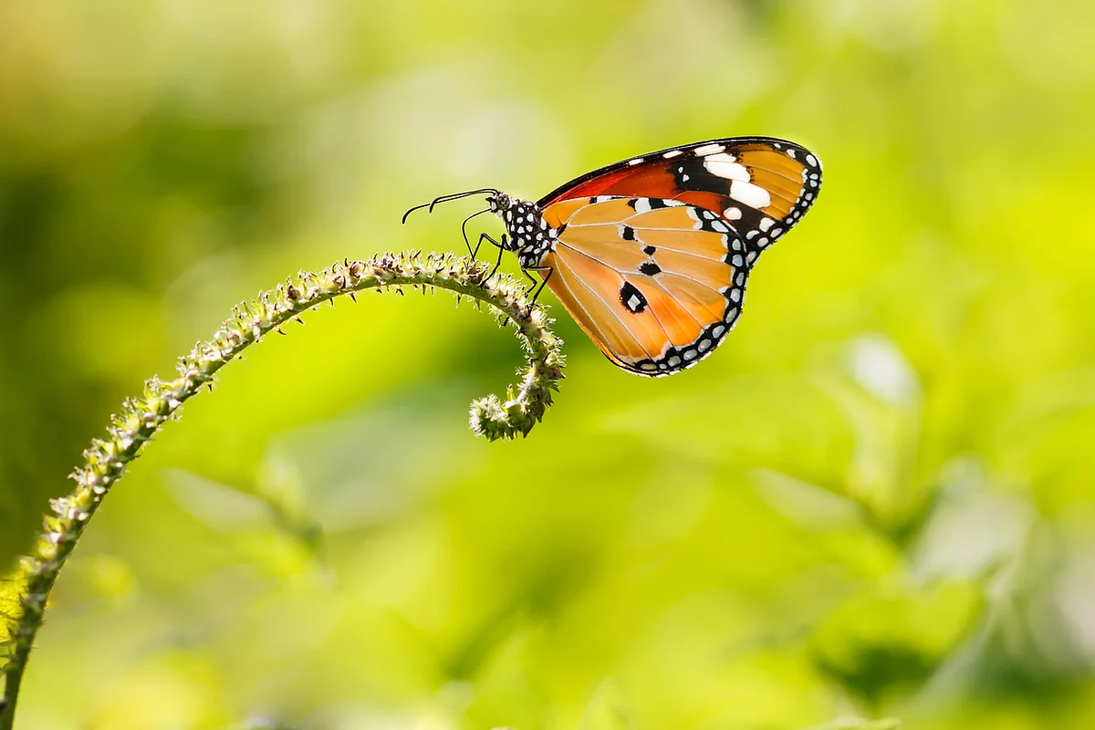 ‘I had never met or heard of anyone with butterfly phobia.’