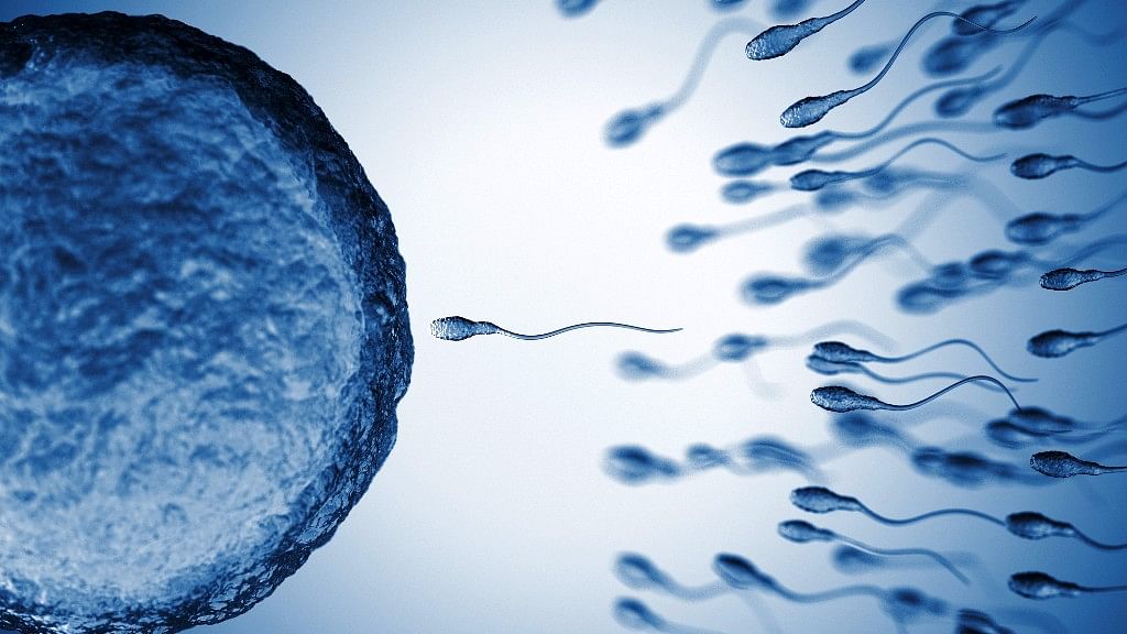 The human sperm retains its complete viability within the different gravitational conditions found in outer space, a study has found.