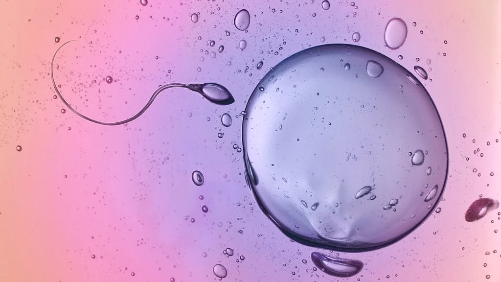 Representational image of a sperm and an egg.