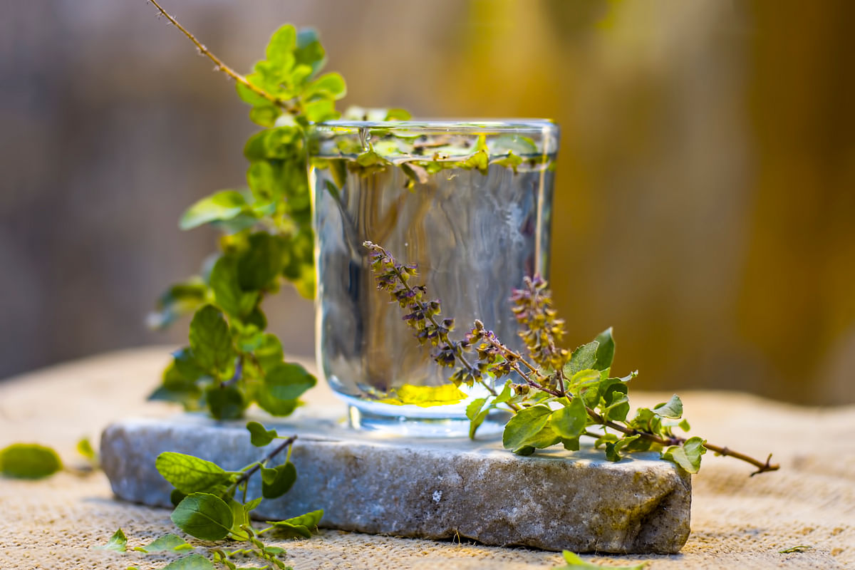 Drinking tulsi water is known to build up immunity levels and keep the flu away.