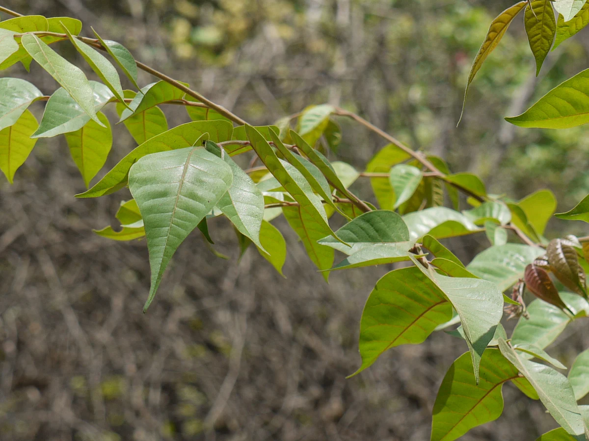 Apart from being a thirst quencher, the bark of the Indian redwood tree is loaded with medicinal properties.