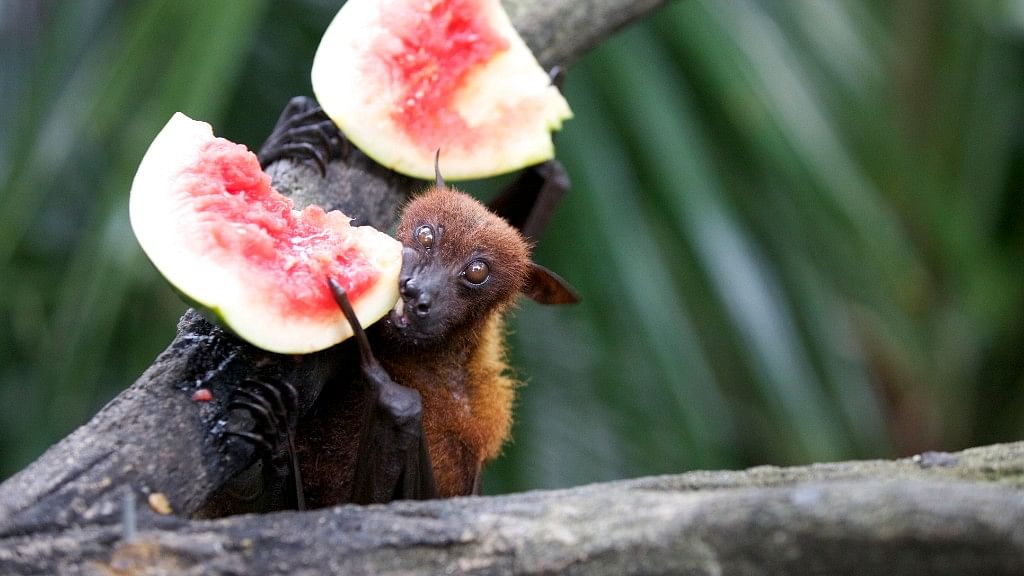  ICMR confirms fruit bats as source of Nipah outbreak in 2 Kerala districts.