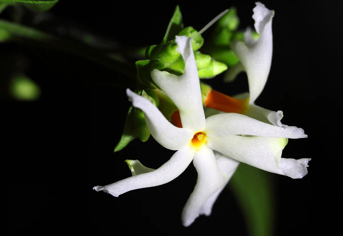 There’s no evidence to prove that nyctanthes arbor-tristis or parijatha leaves can help against Nipah virus.