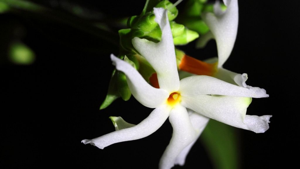 No, a Concoction of Night Jasmine Doesn’t Protect You From Nipah