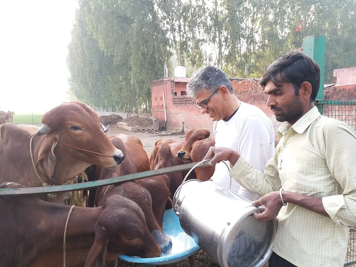 Cows are fed organically grown fodder.