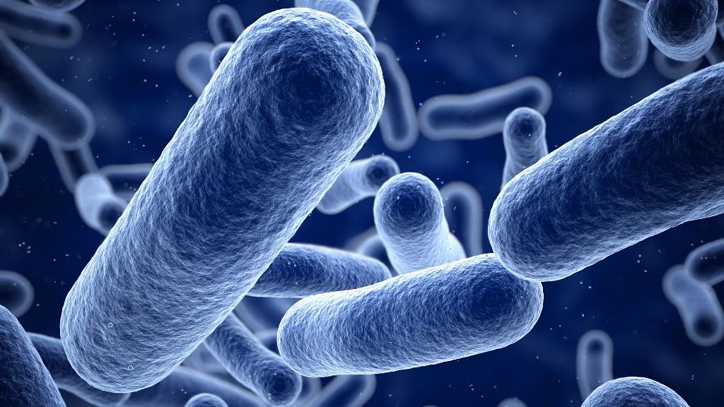 What is shigella and what makes it so deadly?