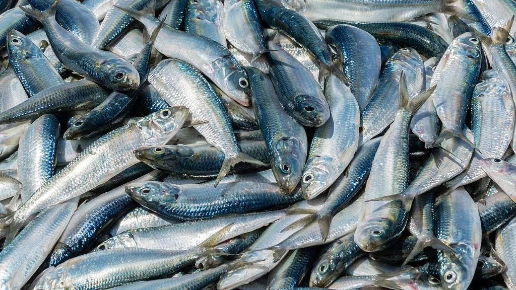 Fatty fish are rich in omega -3 fatty acids.