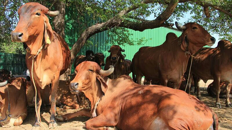 Desi Gir cows at an organic farm in Noida