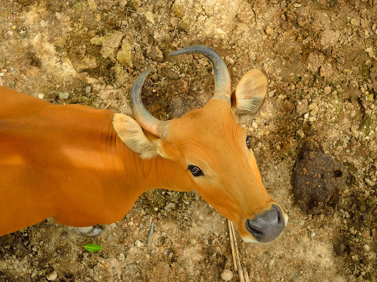 Gir cows produce A2 milk.