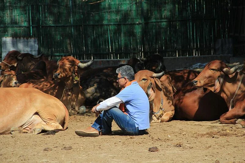 Operation Flood was launched to increase India’s milk yield.