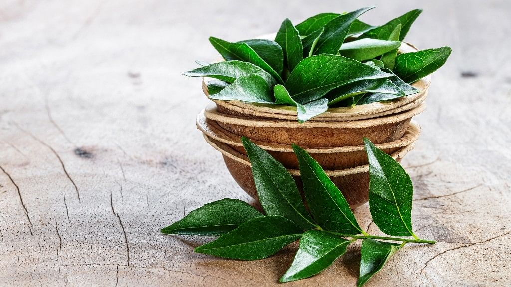 Curry leaves are native to India and Sri Lanka, and many homes in these countries grow their own leaves.