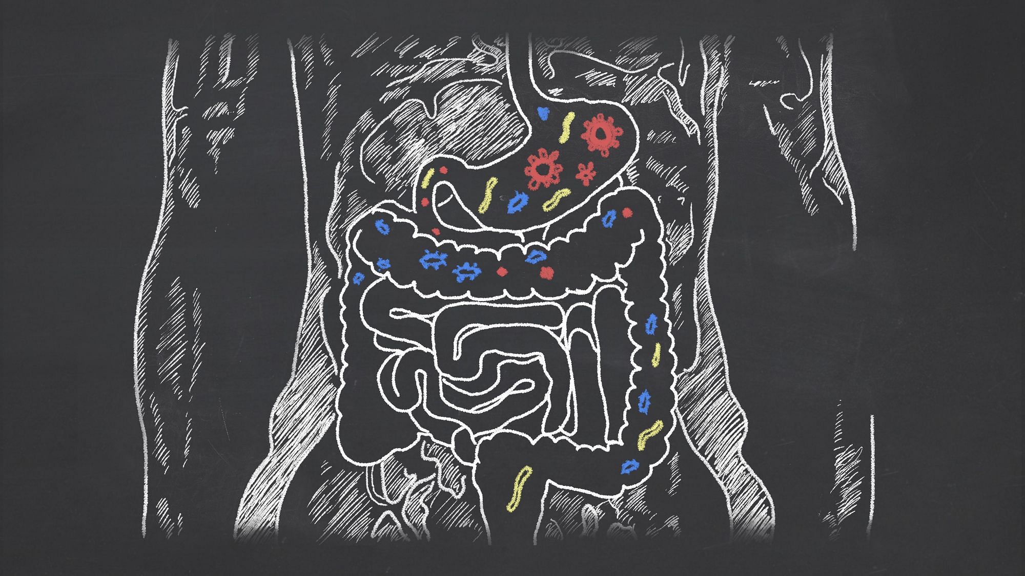 Gut bacteria can inhibit a drug’s effectiveness in diabetic patients.