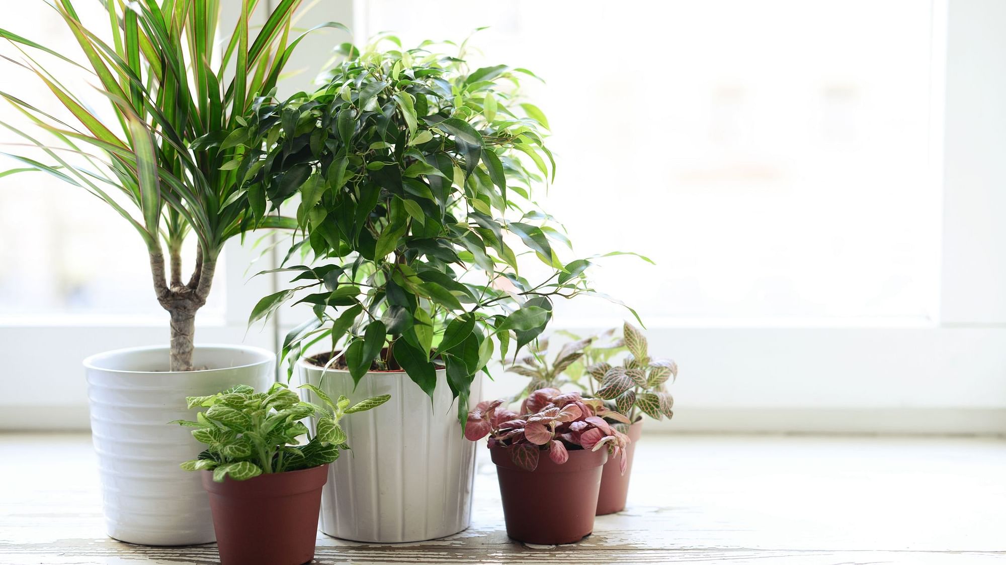 Planta genéticamente modificada que limpia el aire interior