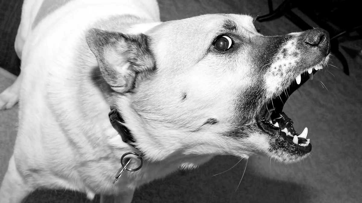 India accounts for more than 25 thousand rabies deaths each year, giving it the highest incidence of rabies globally. 