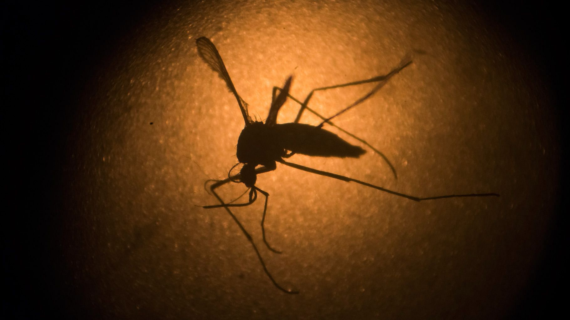 Mosquitoes and parasites have developed resistance to anti-Malaria medication and pesticides.&nbsp;