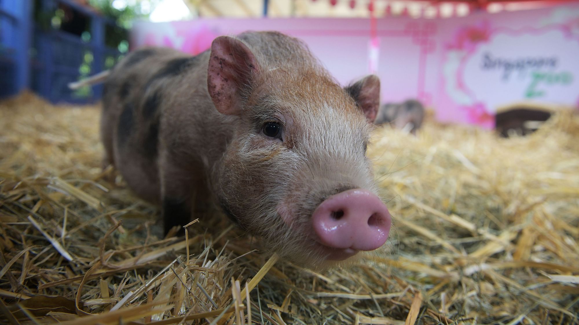 US scientists have partially revived pig brains four hours after the animals were slaughtered.