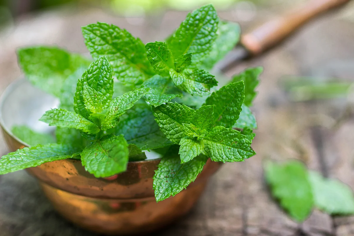 Keeping mint leaves in mouth can provide immediate short term relief from cough.