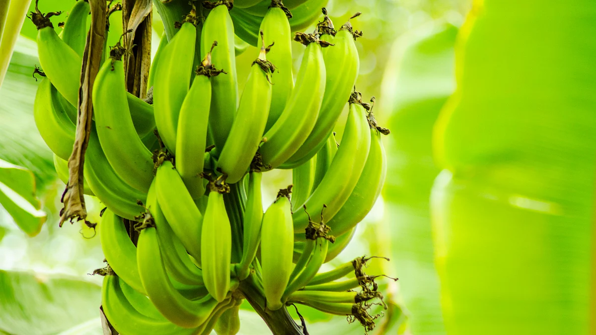 Green, raw, bananas are good for digestion.