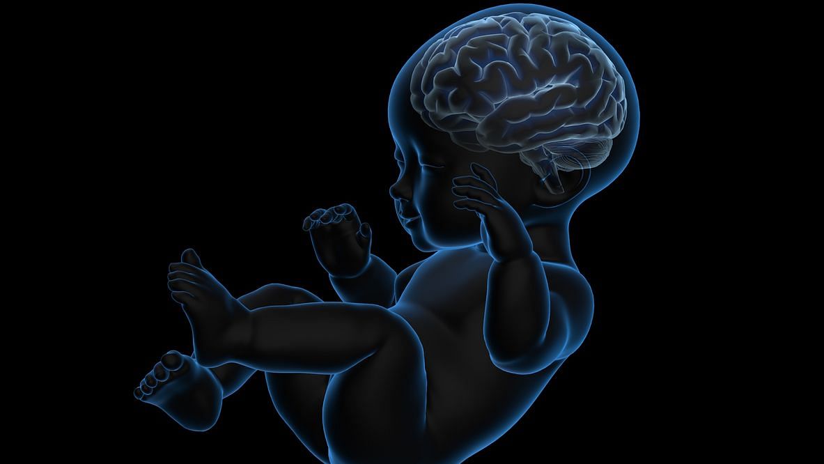 Центральная нервная система новорожденного. Головной мозг ребенка. Мозг новорожденного ребенка. Головной мозг новорожденного ребенка. Нервная система ребенка.