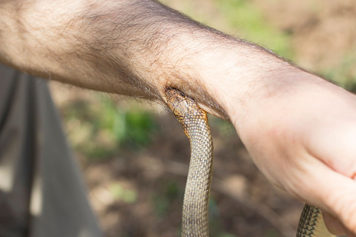 WHO Unveils Plan to Tackle Global Snakebite ‘Emergency’