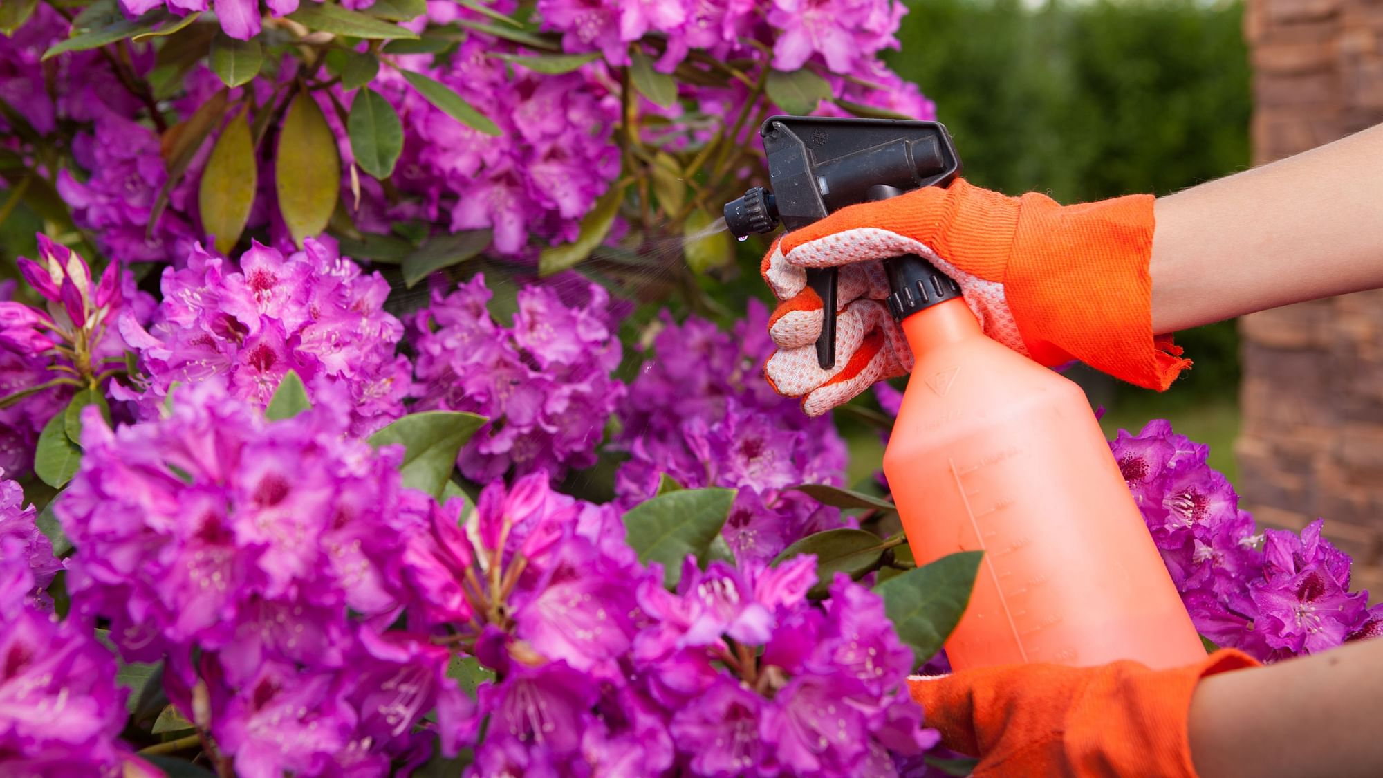 Heightened pesticide spraying around the Mother’s Day flower harvest was resulting in a higher BP for children.