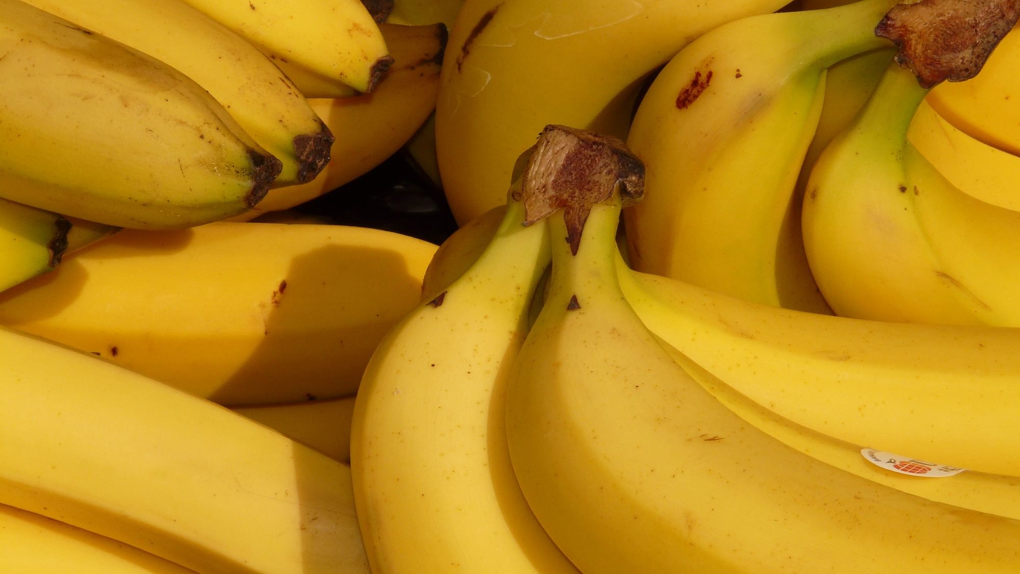 Climate change is leading to the spread of a fungal disease called Black Sigatoka, which is damaging the crop of bananas.
