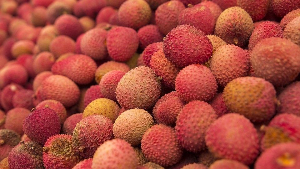 Litchi contains a toxin called MCPG, which can lead to a drop in sugar levels of malnourished children