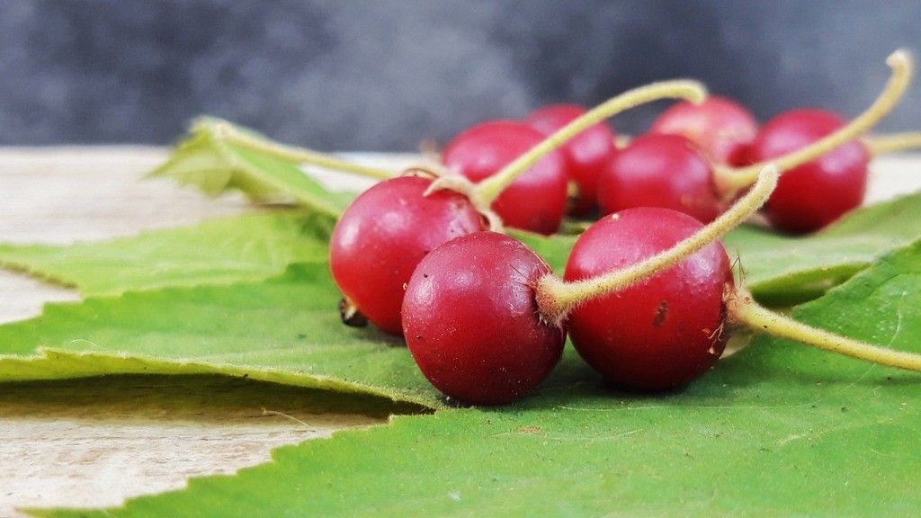 The aratiles or Jamaican cherry has antioxidants to cure type 2 diabetes.