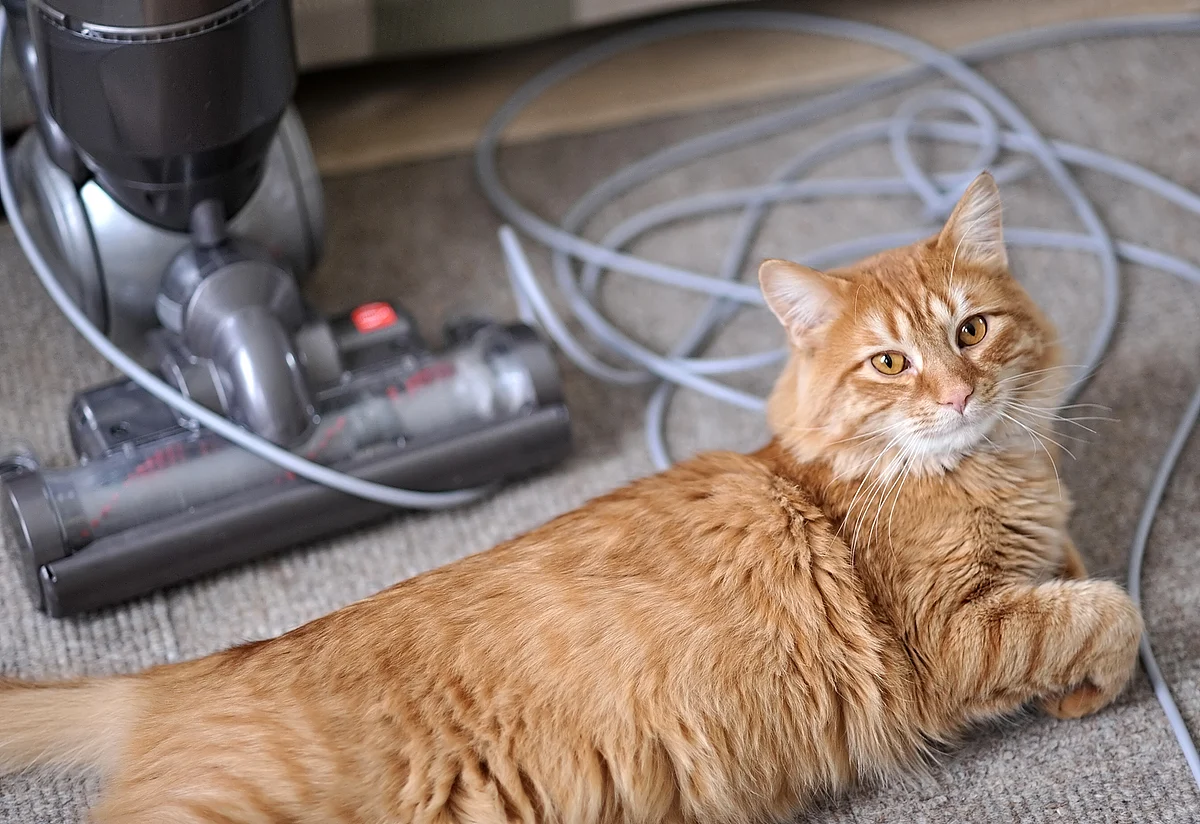 Pet skin cells and dust mites both are strong human allergens.
